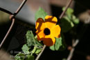 Black-Eyed Susan, Brisbane