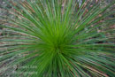 Alive - Grass Tree, Brisbane