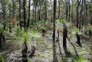 New Life - Grass Tree Scrub, Brisbane